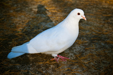 Similar image 497290