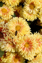 Similar image 497935