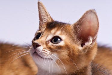 Similar image 498296