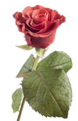 Similar image 498389