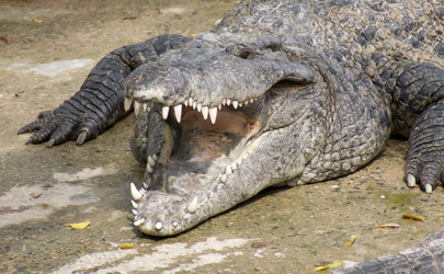 Similar image 499292