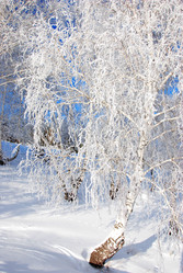 Similar image 499927