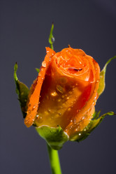 Similar image 500992