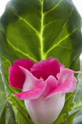 Similar image 500994