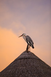 Similar image 501310