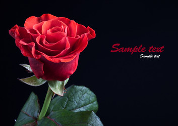 Similar image 501442