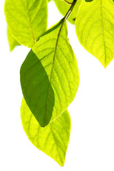 Similar image 502540