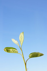 Similar image 502542