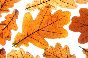 Similar image 502782