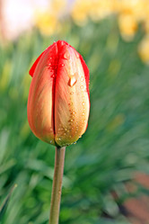 Similar image 502980