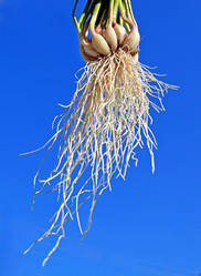 Similar image 503131