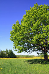 Similar image 504068