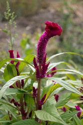 Similar image 504431