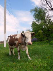 Similar image 504616