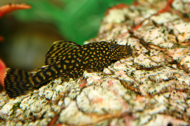 Similar image 505119