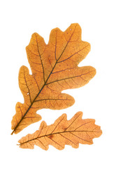 Similar image 505146