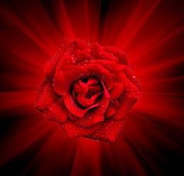 Similar image 505276