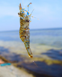 Similar image 505324