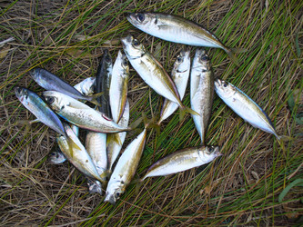 Similar image 505329