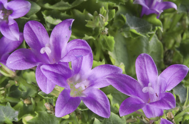 Similar image 505490