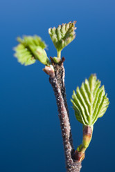 Similar image 505886