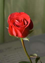 Similar image 506128