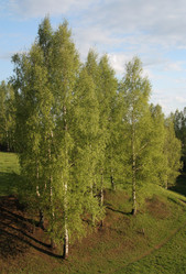 Similar image 506443