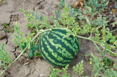 Similar image 506488