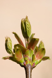 Similar image 506495