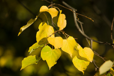 Similar image 506500