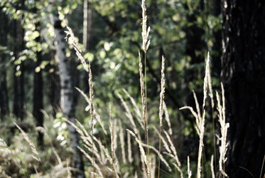 Similar image 507000