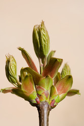 Similar image 508225