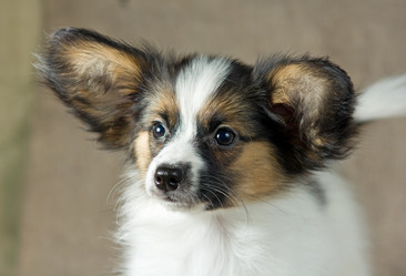 Similar image 508273