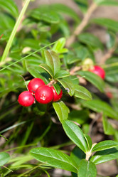 Similar image 508354