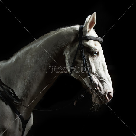 Студийные фото лошадей.