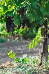 Similar image 508816