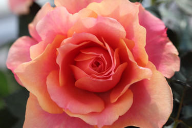 Similar image 509035