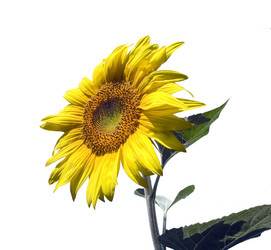 Similar image 509417