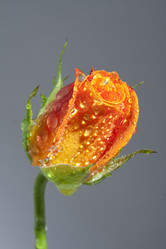 Similar image 509685