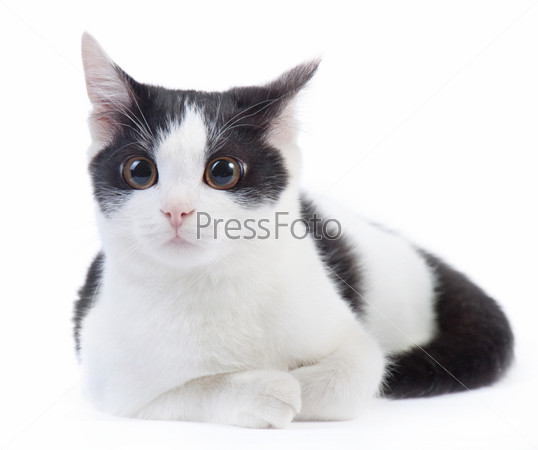 Фотография на тему Черно-белый котенок на белом фоне | PressFoto