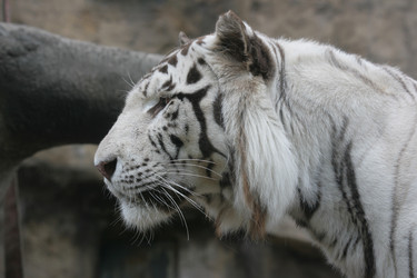 Similar image 510264