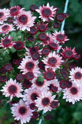 Similar image 510368