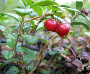 Similar image 511711