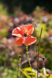 Similar image 511734