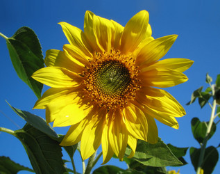 Similar image 511824