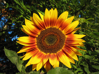 Similar image 511830