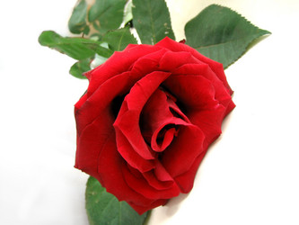 Similar image 511844