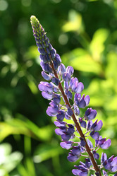 Similar image 511903