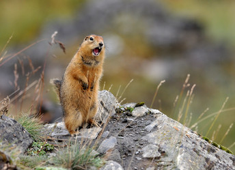 Similar image 513487