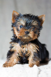 Similar image 513617